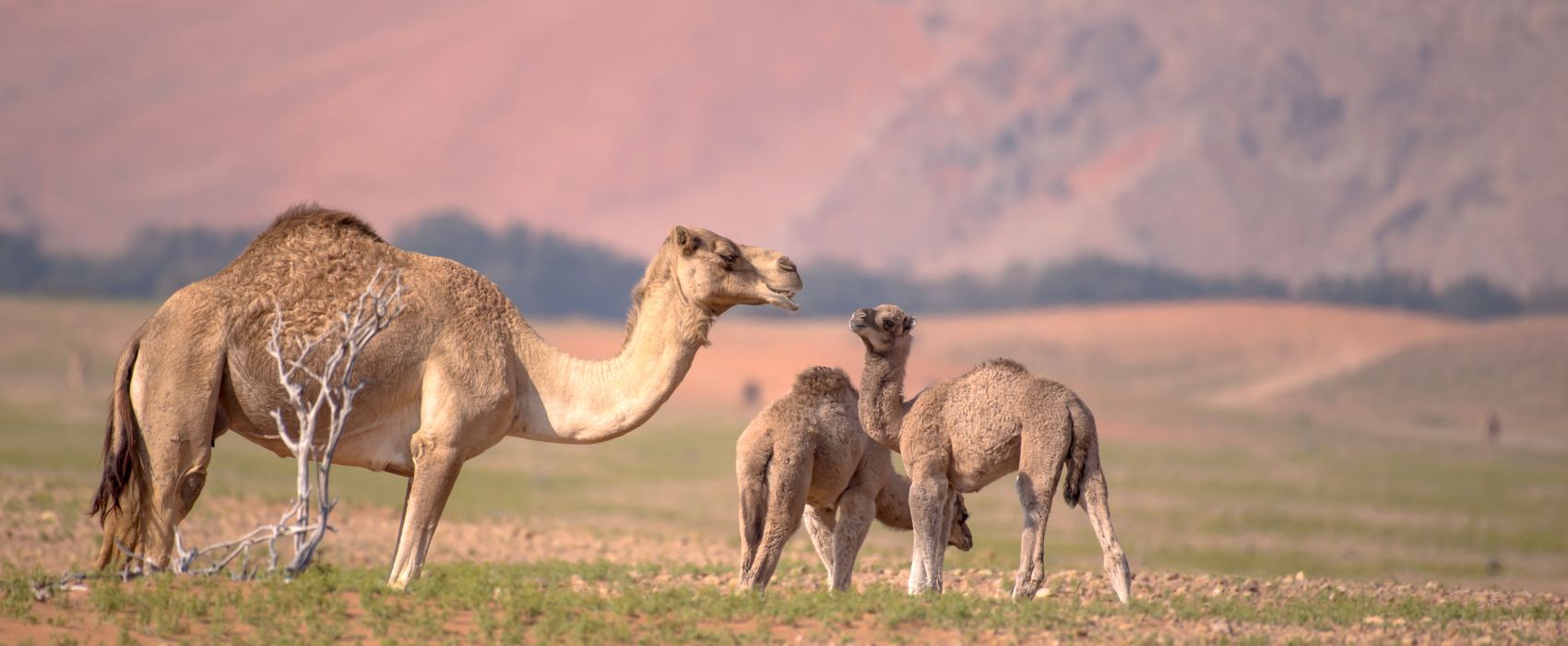 camels in desert