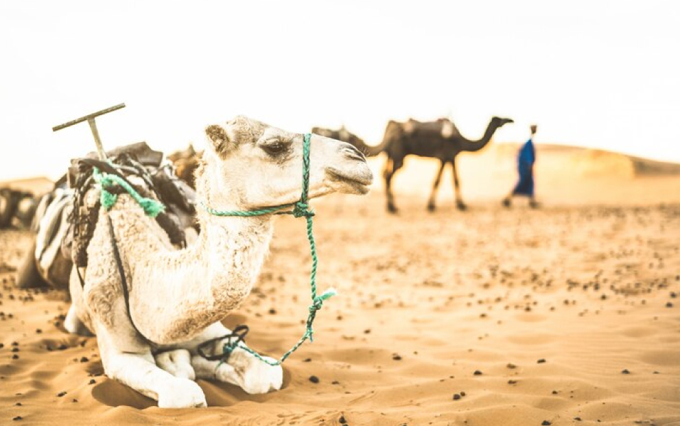 Camel Safari 