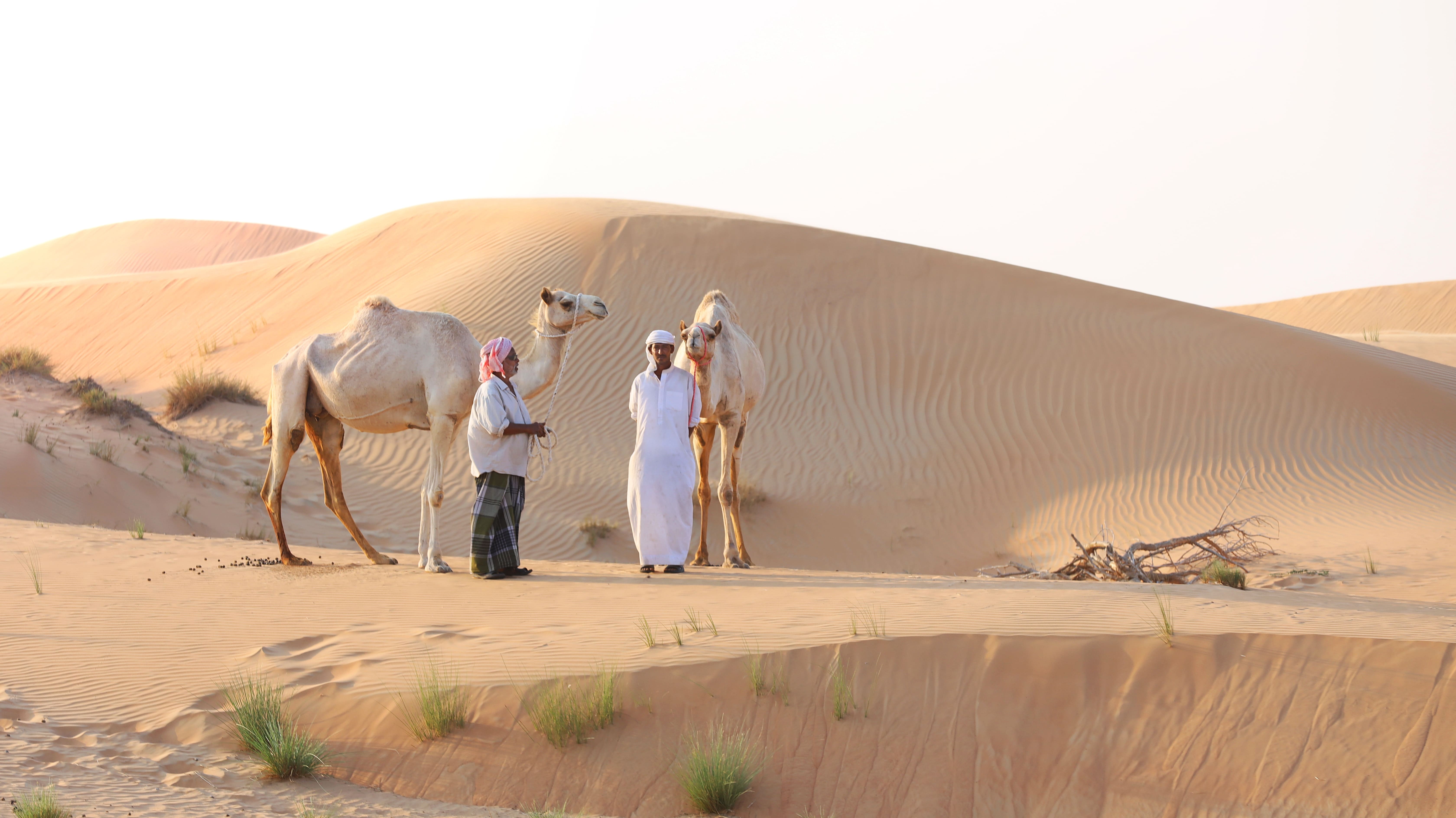 camel ride in dubai