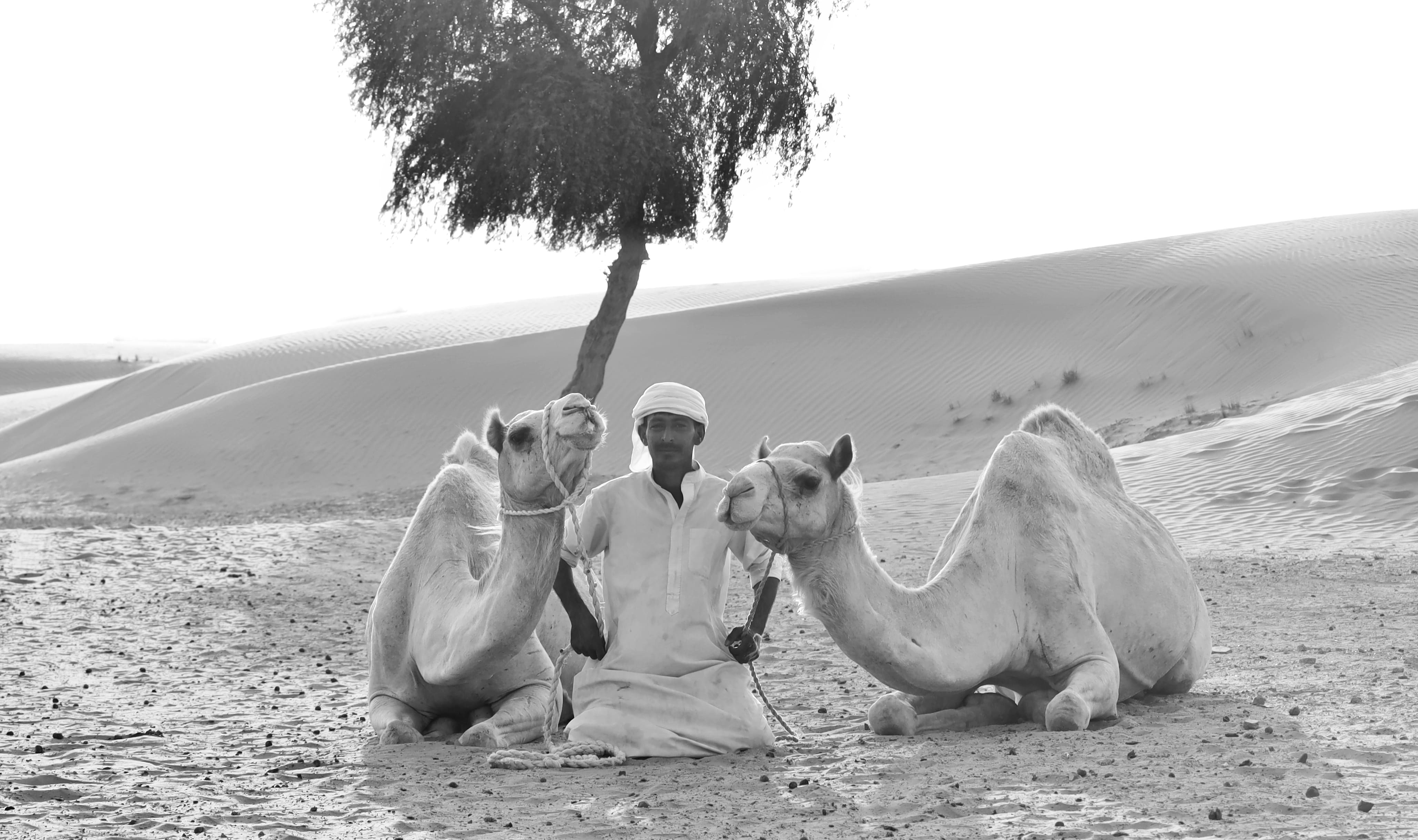 camel ride in dubai